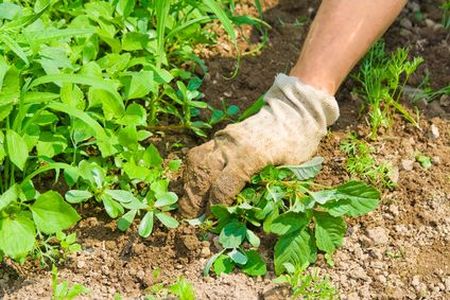 Grovetown weed control