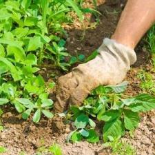 The First Step To Weed Control In Grovetown thumbnail