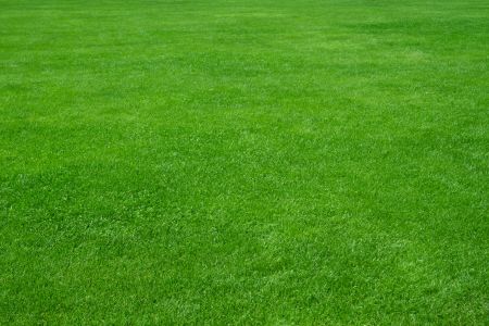 Augusta lawn care