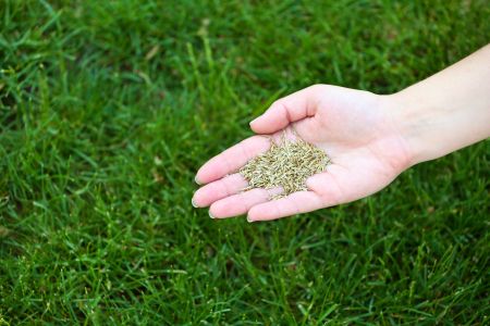 North augusta lawn care
